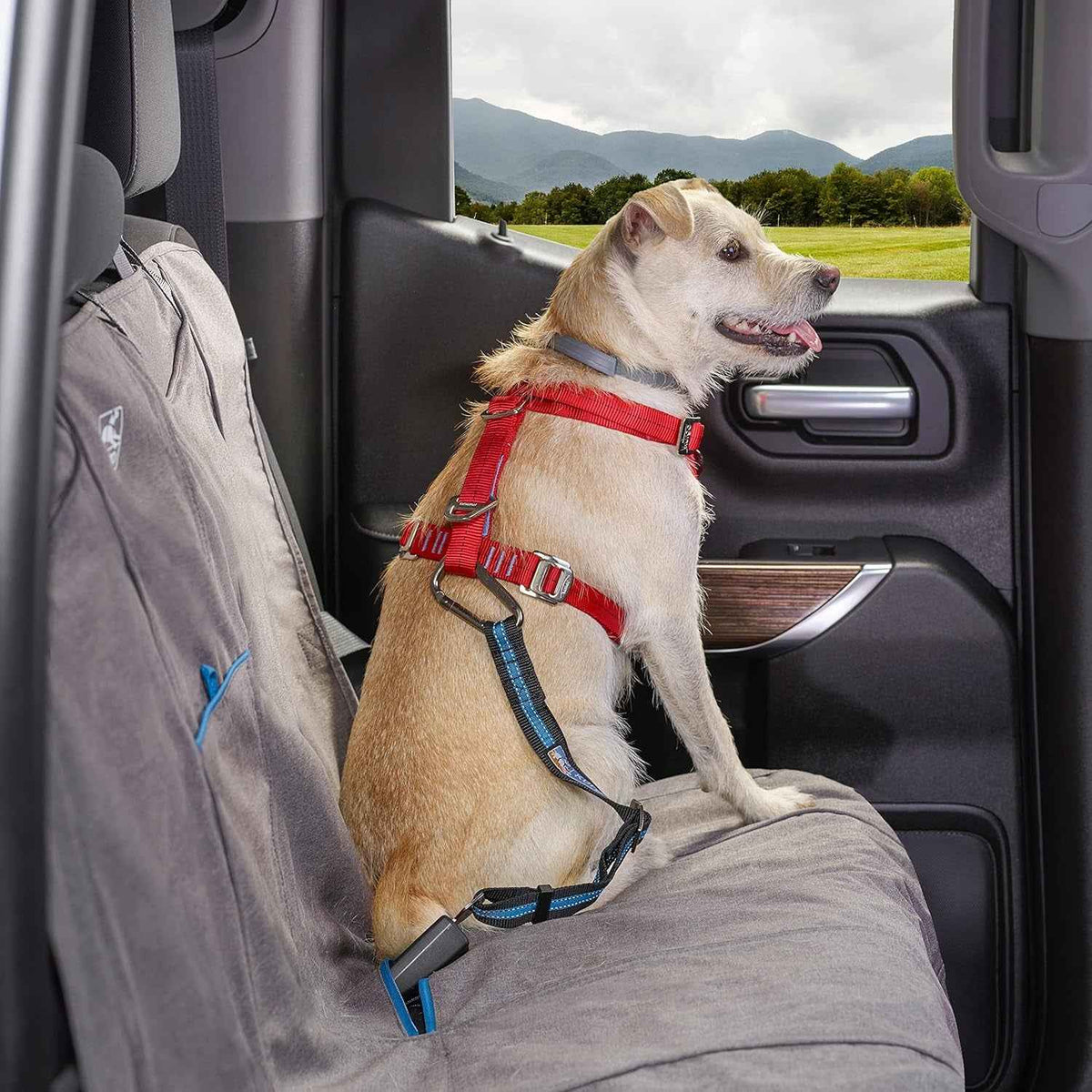 Coastal Blue Direct to Seatbelt Dog Tether | Adjustable Car Tether for Dogs, Clips to Seatbelt to Prevent Distracted Driving, Universal Fit (Excludes Volvo)