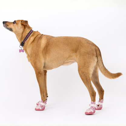 Dog Sneakers - The Ultimate Paws By Kai Dog Sneaker