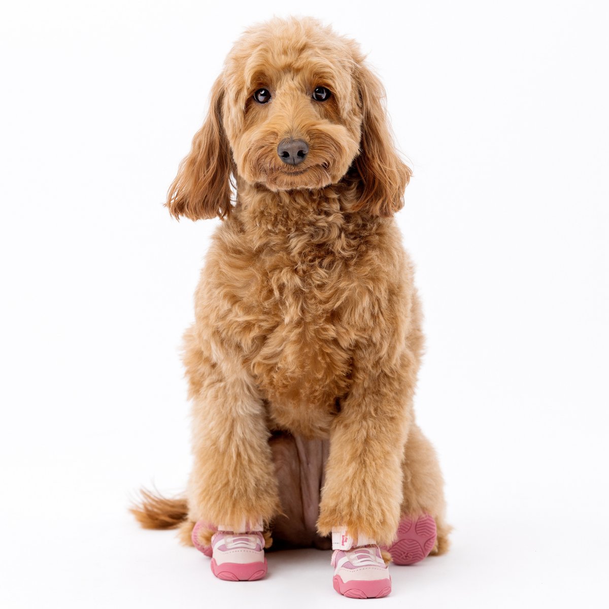 Dog Sneakers - The Ultimate Paws By Kai Dog Sneaker