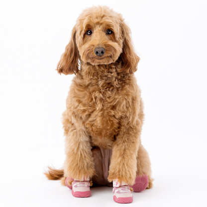 Dog Sneakers - The Ultimate Paws By Kai Dog Sneaker