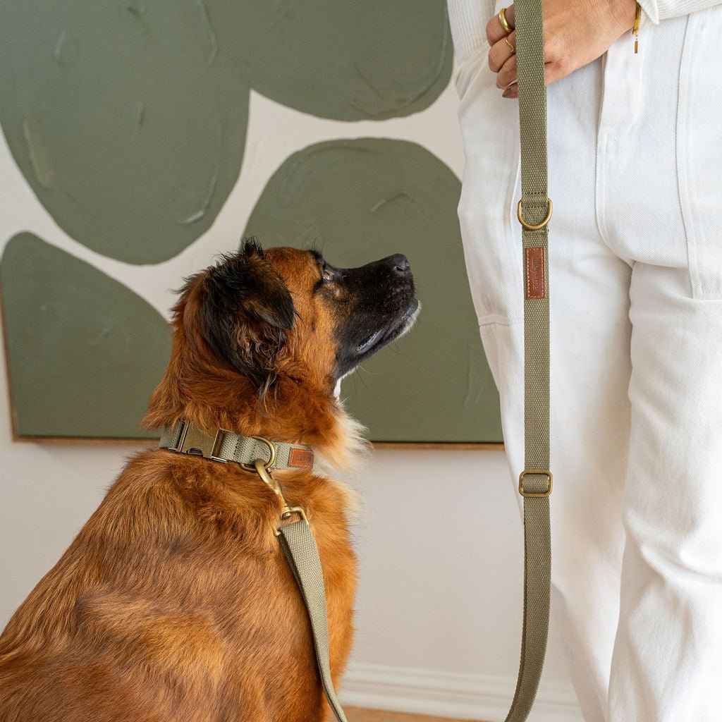 Tilley + Me Hemp Cotton Dog Collar – Durable, Adjustable, Soft – Joshua Tree
