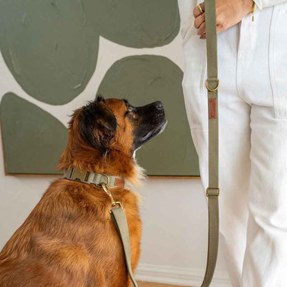 Tilley + Me Hemp Cotton Dog Collar – Durable, Adjustable, Soft – Joshua Tree