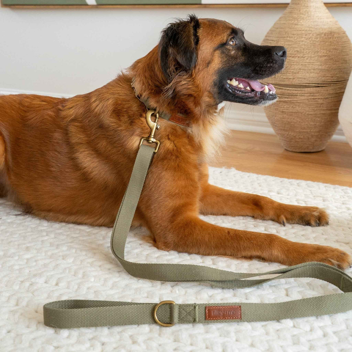Tilley + Me Hemp Cotton Dog Collar – Durable, Adjustable, Soft – Joshua Tree