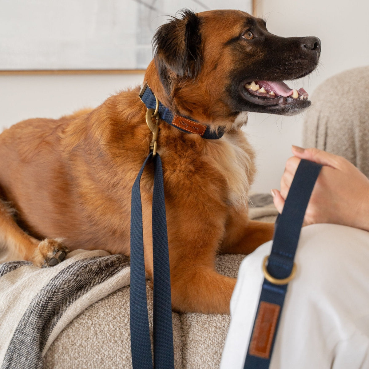 Hemp Cotton Dog Leash - Tilley + Me Durable & Adjustable