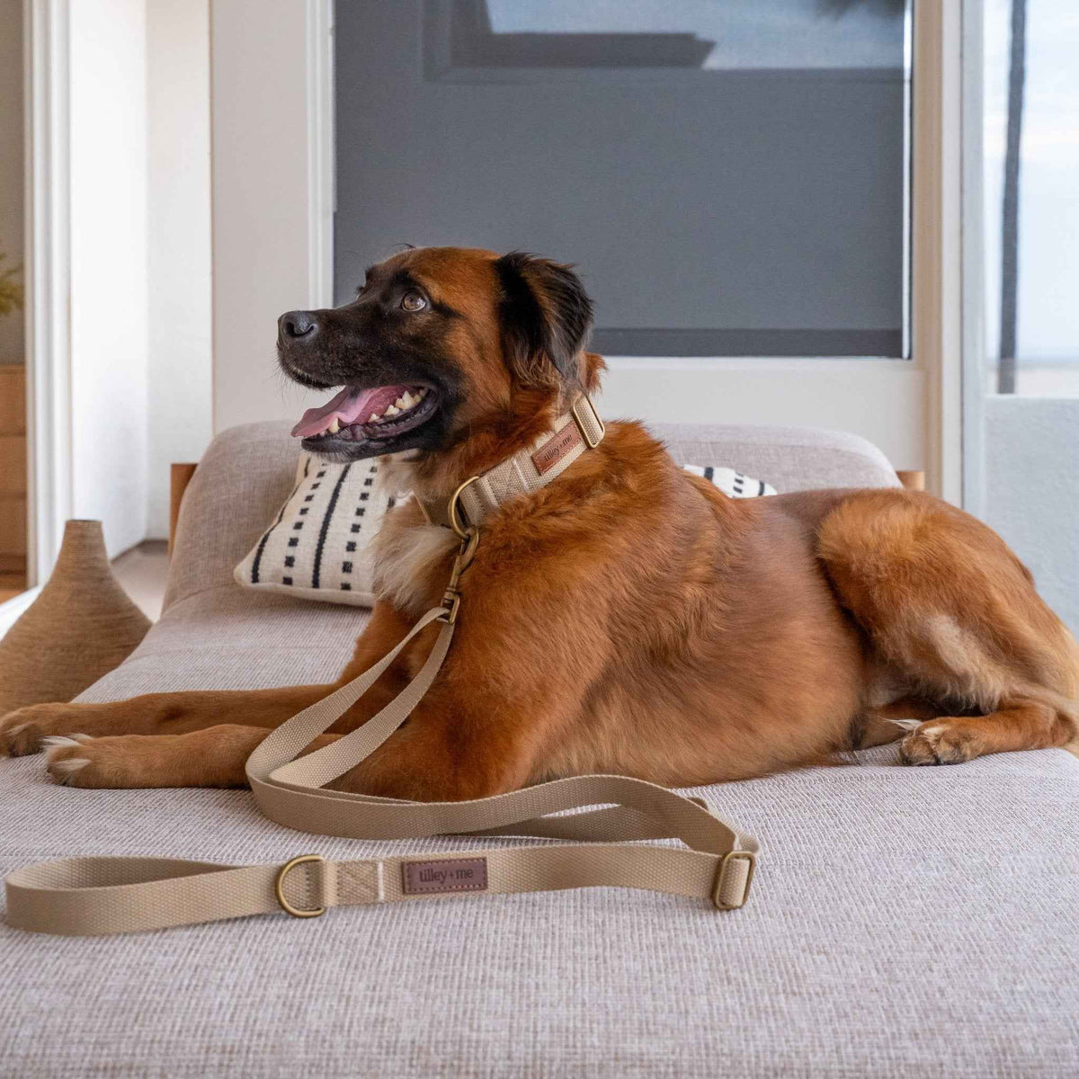 Tilley + Me Hemp Cotton Dog Leash - Durable, Sustainable, Adjustable, Lightweight & Soft- Joshua Tree
