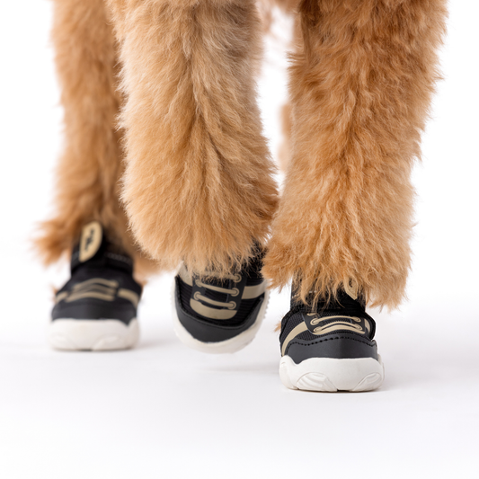 Dog Sneakers - The Ultimate Paws By Kai Dog Sneaker