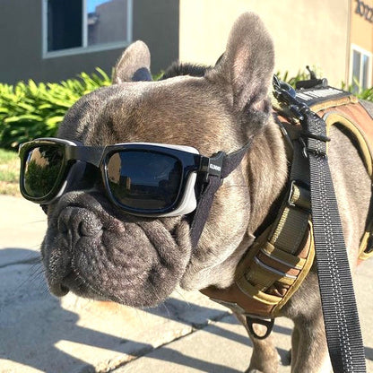 W1 Eye Defender Goggles - Protect Your Pet's Eyes in Style