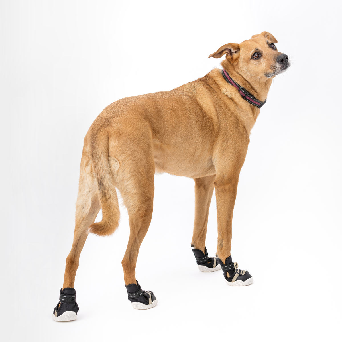 Dog Sneakers - The Ultimate Paws By Kai Dog Sneaker