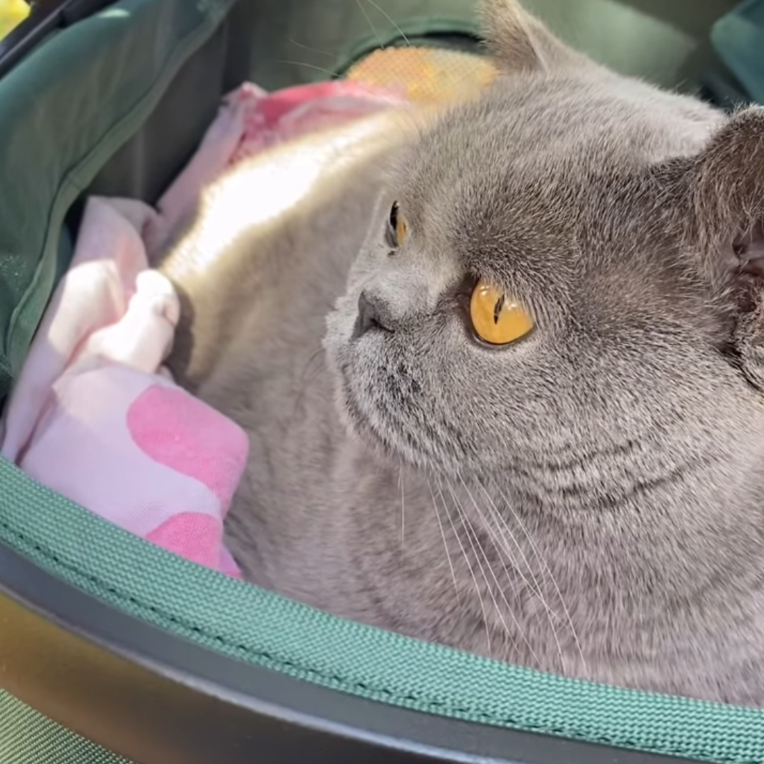 Furvelo Jogger Pet Stroller: Your Pet's Outdoor Adventure Companion