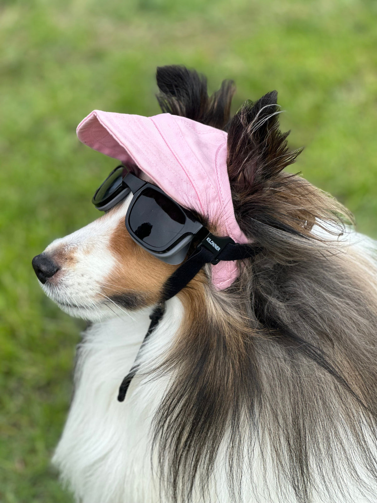 W1 Eye Defender Goggles - Protect Your Pet's Eyes in Style