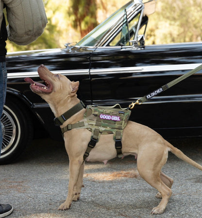 M4 Tactical MOLLE Vest - K9R for Ultimate Pet Comfort and Control