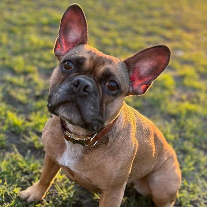 Stylish Leather AirTag Dog Collar