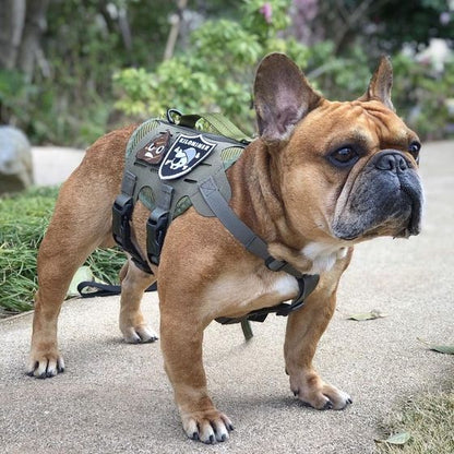 M4 Tactical MOLLE Vest - K9R for Ultimate Pet Comfort and Control