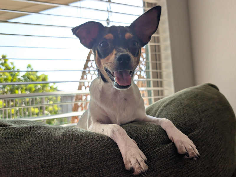Georgie