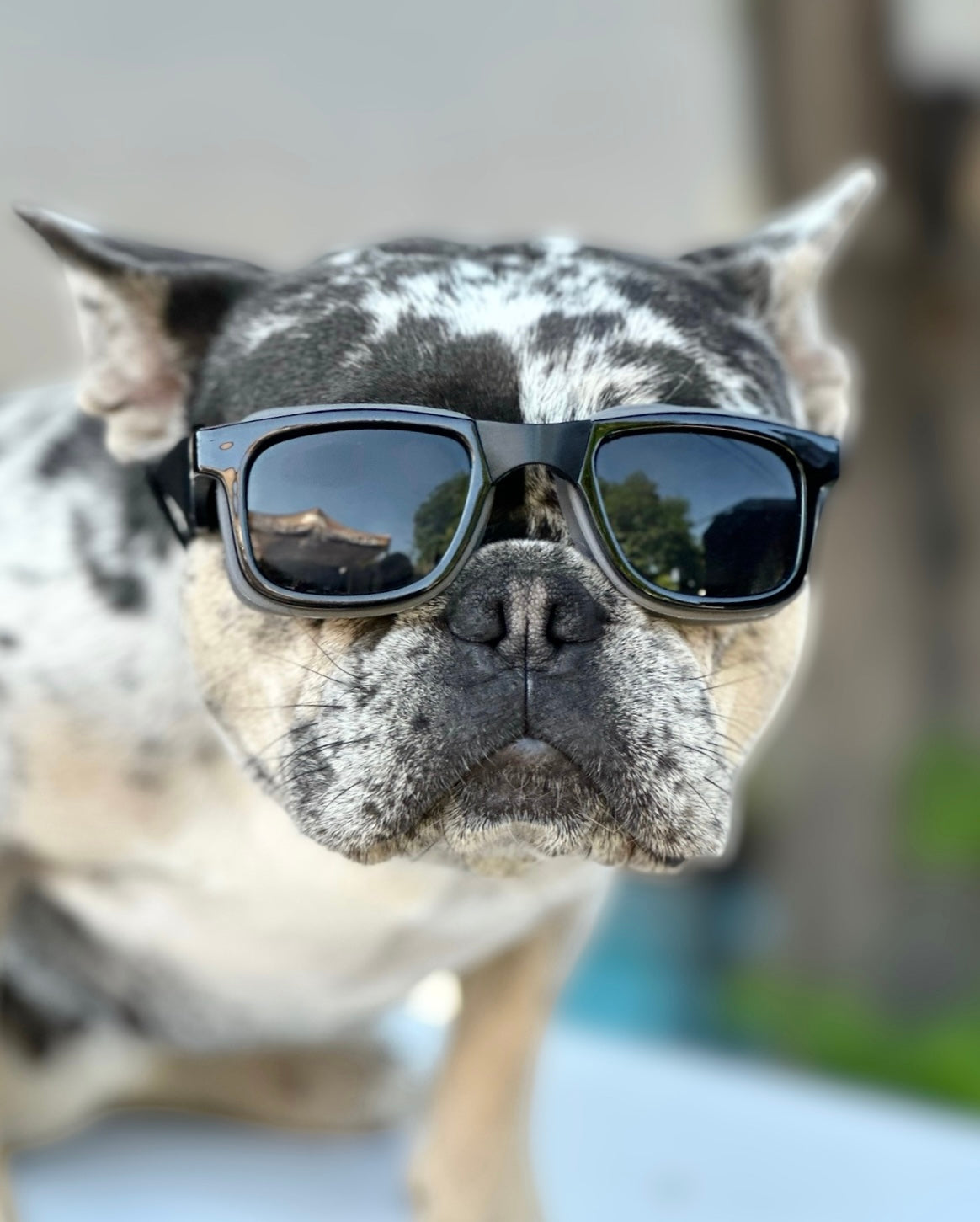 W1 Eye Defender Goggles - Protect Your Pet's Eyes in Style