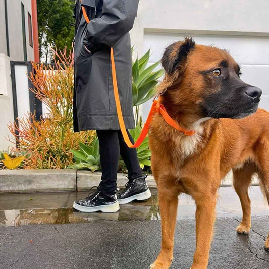 Tilley + Me PVC Handsfree Dog Leash - All Weather Waterproof Durable & Odor-Resistant