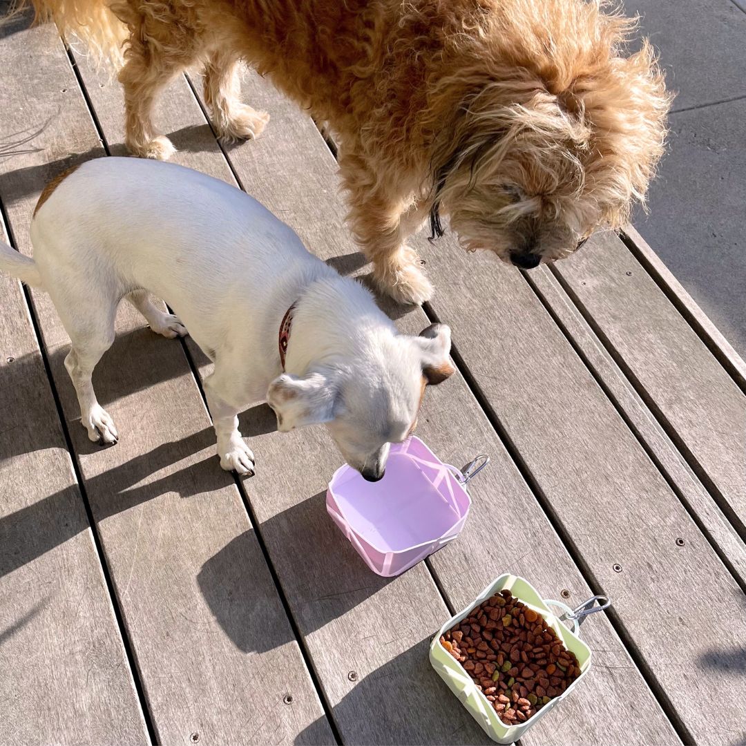 Foldable Pet Food & Water Bowl – Compact & Travel-Friendly
