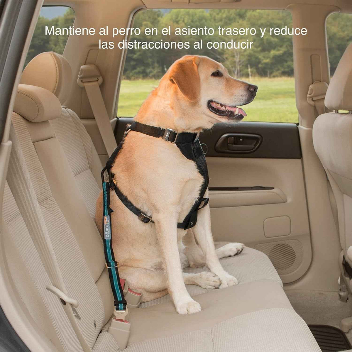 Coastal Blue Direct to Seatbelt Dog Tether | Adjustable Car Tether for Dogs, Clips to Seatbelt to Prevent Distracted Driving, Universal Fit (Excludes Volvo)